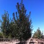 Noorse esdoorn (Acer platanoides 'Fairview')